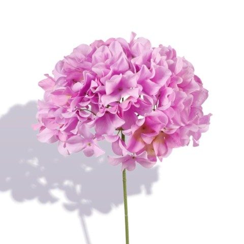 ORTENSIA SINGOLA CM.76   LAVANDA